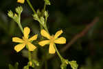 Early St. Johnswort